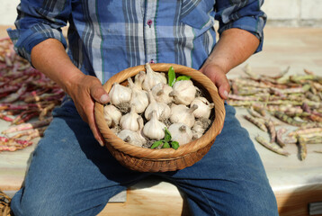 Farmer's hand and garlic grown by the farmer himself.