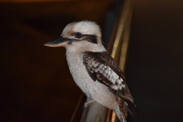 close up of a bird 3