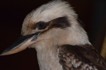 close up of a bird 2