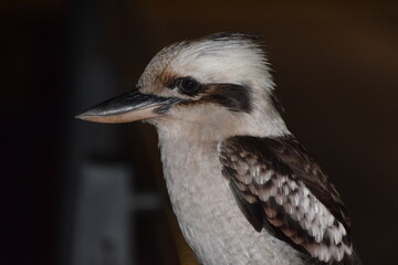 close up of a bird 1