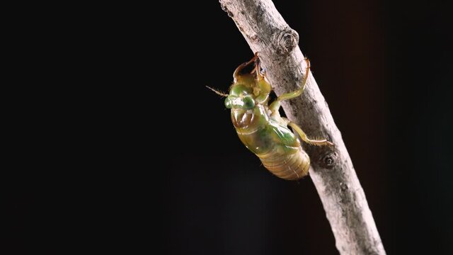 ヒグラシの幼虫