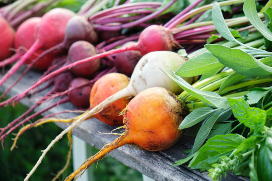 Colorful rainbow beets. Organic vegetables.