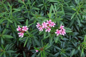 Group of Pink oleander or Nerium in the garden, focus selective.
