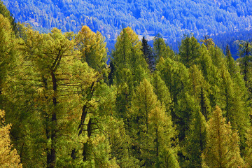 summer landscape in forest background panorama nature summer season landscape trees