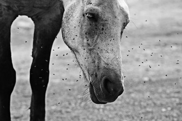 insects bite the horse, gadflies and flies attack the horse wildlife insect protection farm