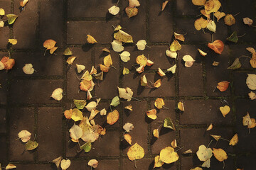 fallen leaves seasonal abstract background