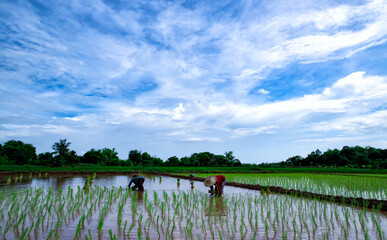 A team of farmers planting rice with seedlings. Planting season,agriculture, rice planting handmade...