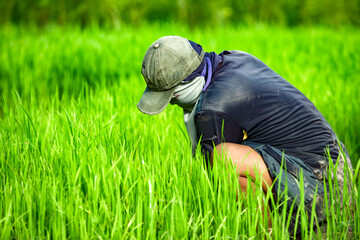 Farmers planting rice with seedlings. Planting season,agriculture, rice planting handmade organic