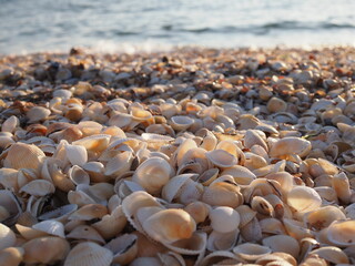 Fototapeta premium Beautiful seashell beach at sunset by the sea