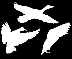 set of duck three silhouettes isolated on black