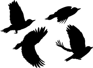 four woodpeckers isolated on white