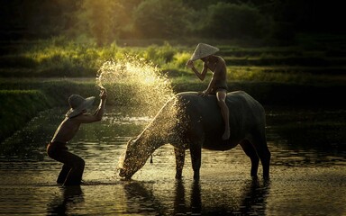 Thai farmer father and son with bathing water the buffalo in the countryside of asian. Thailand - Laos Lifestyle, patterns, traditions, cultures, inherited by wisdom original