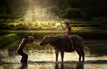 Thai farmer father and son with bathing water the buffalo in the countryside of asian. Thailand -...