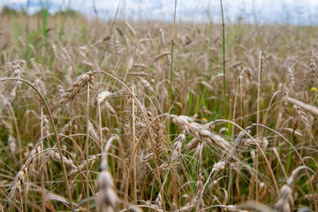 Wheat ears on a field on a summer day