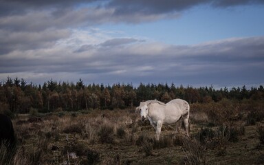 Obraz premium White Majestic Horse Standing in a Scottish Field Pasture Meadow Surrounded by a Landscape of Blue Sky and Field of Grass