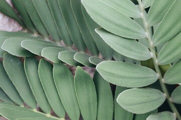 Macro up close of green fern 