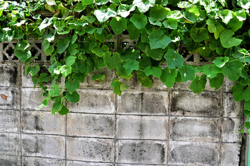 Close up green climber plant on wall natural with natural background at Thailand.