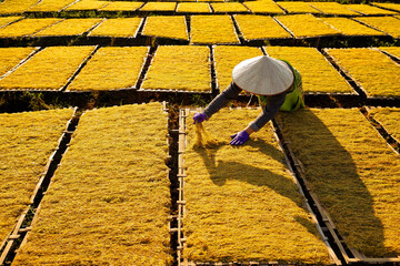 Tobacco agriculture farmers dry the slice and cut tobacco leaves to make cigarettes.Female workers drying tobacco to make original quality handmade cigarette