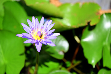 Closeup of Beautiful Purple lotus Flower is blooming with green leaf in the pond.  