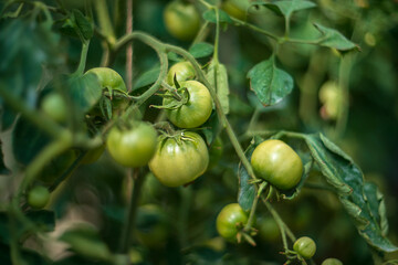 Green tomatoes in the greenhouse. Selective focus