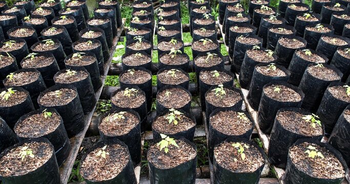 Saplings are planted in the soil in bags of soil, ready for planting. Agriculture, farmer techniques for taking care of the saplings to be strong before they are brought to the planting plot. - Powered by Adobe