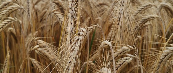 field of wheat