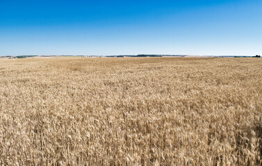Terreno sembrado con cebada ya seca durante el verano