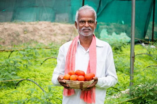 Happy Inidan farmer holding fresh farm produce tomatoes at greenhouse or polyhouse and looking at camera - cocept of good crop growth and profit in agribusiness