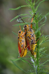 mating grasshoppers on a swamp plant