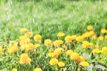 yellow dandelion field background, abstract panorama yellow flower blooming dandelions