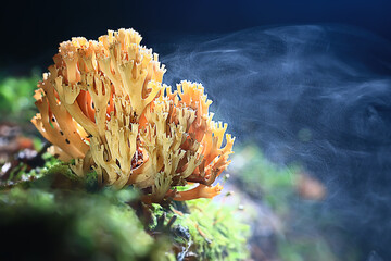 Fototapeta na wymiar small inedible mushrooms, poisonous mushrooms forest background macro nature wild