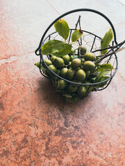 Fresh from the orchard: green spanish lime