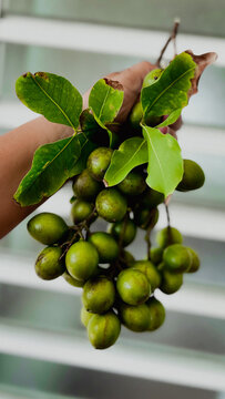  Green spanish lime from Puerto Rico
