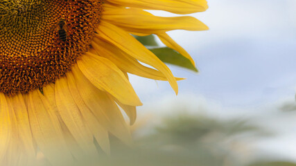 Naturalne tło. Piękny szczegół żółto pomarańczowego kwiatu słonecznika. Pszczoła zbierająca pyłki kwiatu  słonecznika. - obrazy, fototapety, plakaty