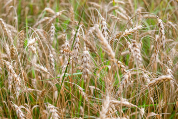 Wheat ears on a field on a summer day