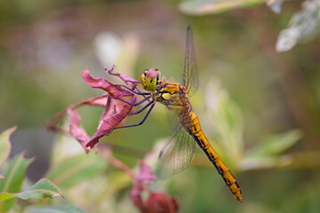 Dragonfly Ruddy Darter resting on a sprig in the garden in the summer 