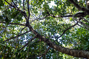 Aerial roots of Copy Clusia tree