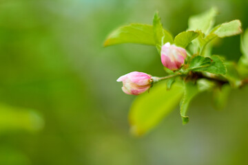 Fototapeta na wymiar A blooming flower on a fruit fruit tree