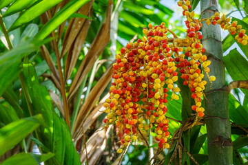 Bunch of red and yellow Areca catechu fruits. The tree is also known as areca palm, areca nut palm,...