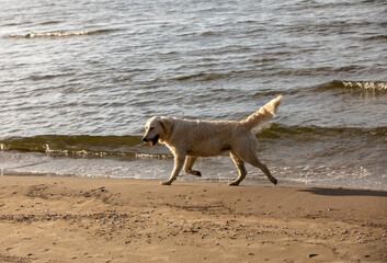 Golden retriever plays in the water on the beach
