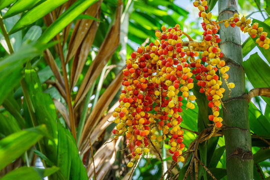 Bunch of red and yellow Areca catechu fruits. The tree is also known as areca palm, areca nut palm, betel palm, betel nut palm, Indian nut, Pinang palm and catechu.