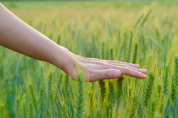Hands over barley farm
