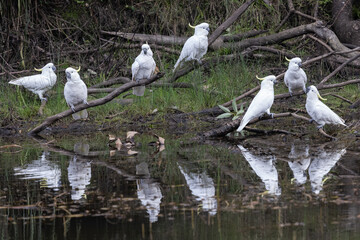 Flock of Auystralian Sulphur-crested Cockatoos at water's edge