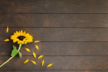 Beautiful yellow sunflower on wooden background with copy space