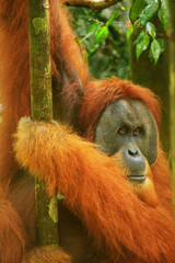 Portrait of male Sumatran orangutan in Gunung Leuser National Park, Sumatra, Indonesia - obrazy, fototapety, plakaty
