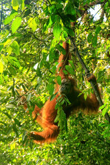 Obraz premium Female Sumatran orangutan hanging in the trees, Gunung Leuser National Park, Sumatra, Indonesia