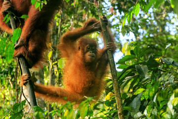 Obraz premium Young Sumatran orangutan sitting on trees in Gunung Leuser National Park, Sumatra, Indonesia