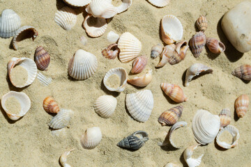 Fototapeta na wymiar Seashells in the sand. Sandy beach with shells. Holidays by the sea, vacations