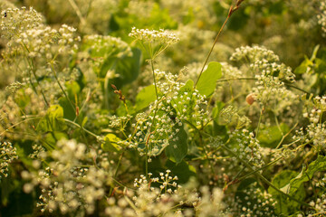 Beautiful white cutter flowers Blooming in the sun in a beautiful flower garden