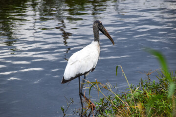 Wood stork walking in the swamp